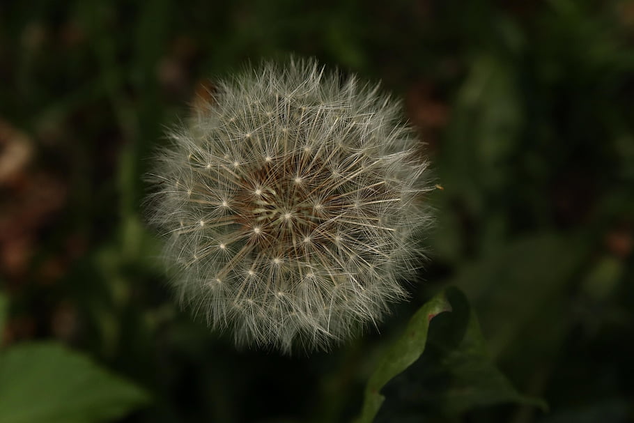 dandelion, faded, tender, spring, seeds, flora, botany