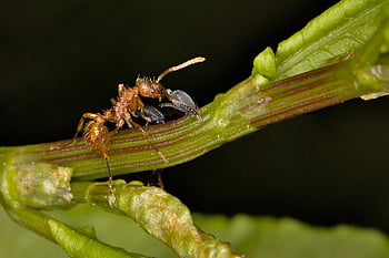 formica, afide, foglia, insetto, pianta, natura, macro, avvicinamento