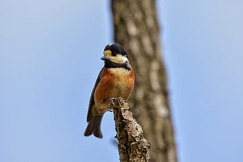 animal, sky, forest, wood, bird, nature, wild Bird, energy Guide, colorful, natural, landscape