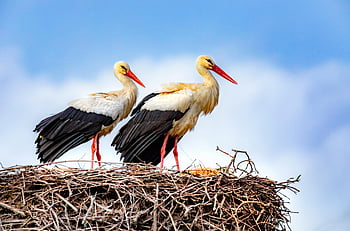 white storks, nest, wildlife, nature, close-up shot, perched storks, two storks, bird nest, stork nest, natural habitat, stork pair