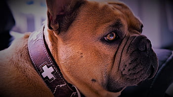 Bulldog français, chien, les yeux, nez, visage, vue, fourrure, collier, beige, couleur ambre, iris