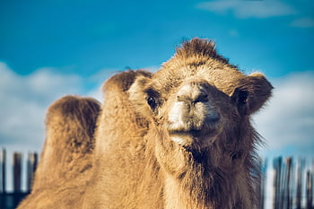 camel, dromedary, hump, look, desert, jordan, morocco, egypt, animal, pyramids, sand