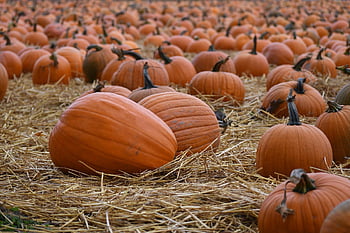 dýně, pole, sklizeň, vyrobit, zeleniny, squash, dýňová náplast