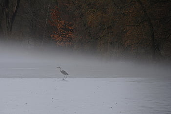 grey Heron, heron, winter, park, nature, lake, foggy Landscape