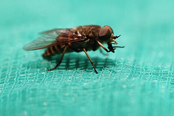 ross Brake, brake, sting, insect, itch, rinderbremse, fly Art, tabanidae, nature, crawl, danger
