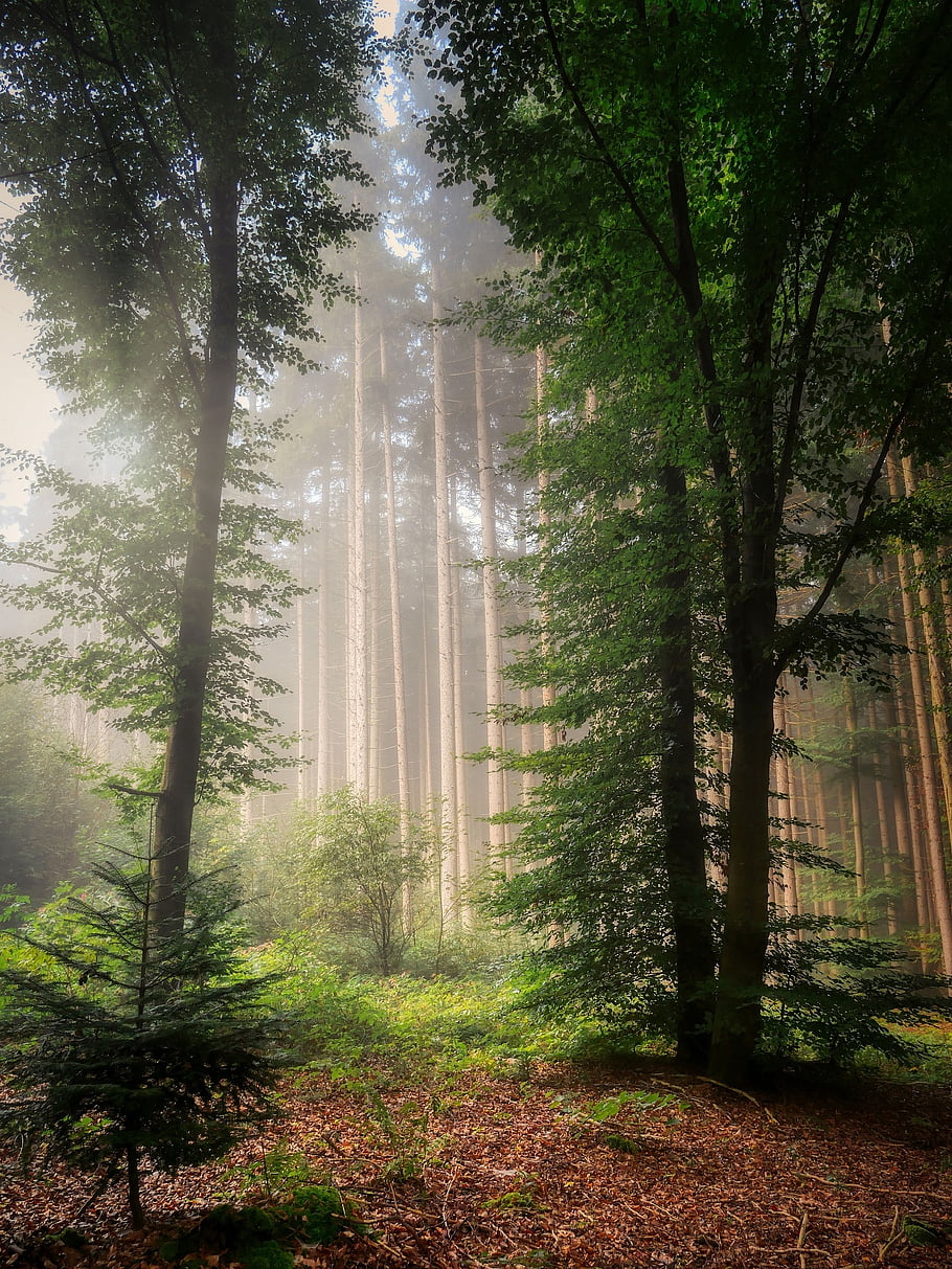 forest, trees, nature, wilderness, outdoors, woods, hike, trek