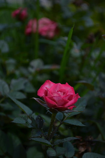 ดอกกุหลาบบาน, กลีบดอกอ่อนโยน, กุหลาบสีชมพูสดใส, ใบสีเขียวชอุ่ม, สวนที่เงียบสงบ, ดอกกุหลาบสีชมพู, ไม้พุ่มกุหลาบ, การจัดสวน, ความงามของดอกไม้, การถ่ายภาพธรรมชาติ, กลีบกุหลาบ