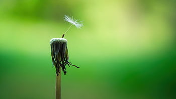 paardebloem, macro, zaden, detailopname, natuur, puntige bloem, de lente, vliegende zaden, structuur, bloesem, bloeien