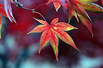 autumn, autumn Leaves, maple Tree, nature, splendor, discoloration