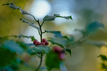 kristtorn, Ilex, bær, frugt, røde bær, plante, jul, advent