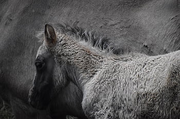 hříbě, divocí koně, svobodný život, zoo, stádo, tarpan, chov, mladý kůň