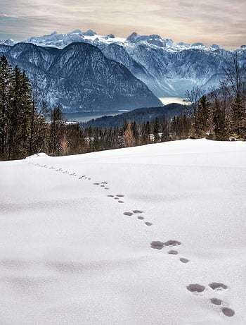 animal footprints, snow, mountain, daytime, Oberösterreich, Austria, scenic view, majestic mountains, snowy footprints, winter landscape, nature photography