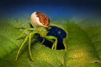 zelený krab pavouk, pavouk, pavoukovec, tkadlec, hmyz, arachnofobie, Příroda, volně žijících živočichů, živočišného světa, strašidelný, členovců
