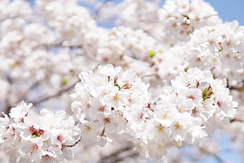 japanese Cherry Blossoms, flower Background, white, beautiful Flowers, flowers, tree, branches, blossom, cherry Blossoms, bloom, white Flowers