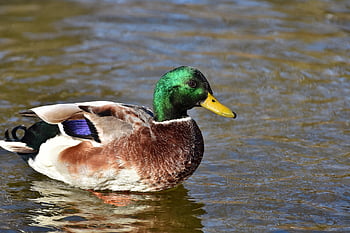 duck, nature, mallard, bird, lake, water Bird, poultry, wild Bird, animal, wildlife