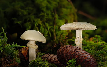 houba, muchomůrka, jedovatý, mech, smrt hlavu, šišky, agaric
