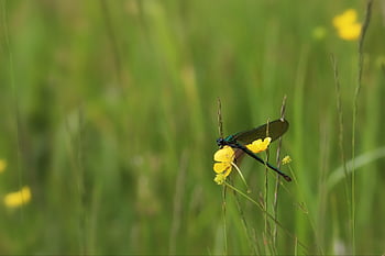 pruhovaná demoiselle, mužský, vážka, Příroda, ochrany druhů, hmyz, létající hmyz, zblízka, makro, třpytivé, typy forem