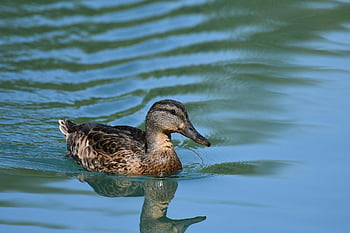 pták, kachna, ornitologie, místo výskytu, druh, fauna, ptačí, zvíře, divoká kachna, Příroda, jezero