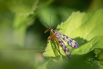scorpionfly, parazit, Příroda, zvíře, Chyba, detailní, Společné Scorpionfly, sloučenina, entomologie, prozkoumat, oči