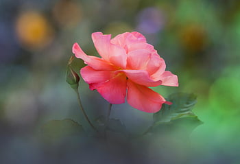flower, flower Background, rose, flower Wallpaper, petals, bud, nature, rose Flower, beautiful Flowers, leaves, foliage