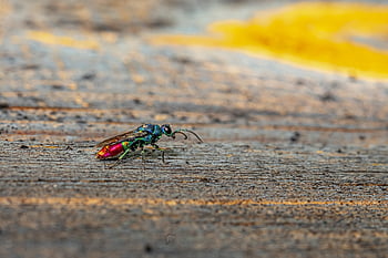 cuckoo-wasp, insect, chrysis Ignita, isolated, wasp, nature, detail, parasitic, zoology, colorful, bug