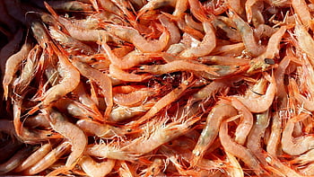 scampi, måltid, reje, fisk og skaldyr, fisk parabol, lækker, god fornøjelse, sund og rask, næring, mad