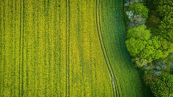 photographie aérienne, champ d'herbe verte large, textures dynamiques, Stralsund Allemagne, vue aérienne, champ vert, Paysage naturel, paysage rural, domaine agricole, drone shot, vue de haut en bas