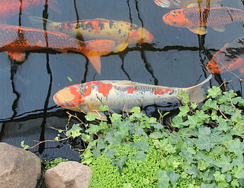 koi, fish, carp, japanese, pond, nature, animal, koi Carp, water, goldfish