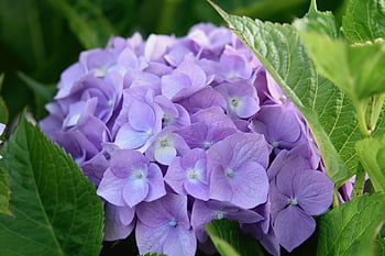flower, flowers, flowers Hydrangea, flowers Pink Color, plants, flowers Of The Garden, flower Wallpaper, decorative Flowers, nature, floral, flower Background