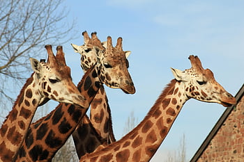 žirafy, hlavy, ossicones, dlouhý krk, žirafy hlavy, artiodactyl, přežvýkavec, Velký přežvýkavec, velkých zvířat, Velcí savci, Afrika