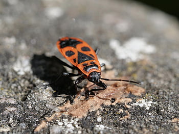 hyönteinen, kuoriainen, vika, makro, punainen