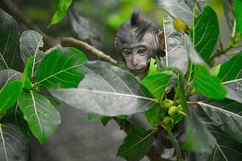 black primate, macaque monkey, green leaf tree, lush green leaves, jungle, cute macaque, peeking through leaves, black monkey, primate in jungle, macaque in tree, green foliage