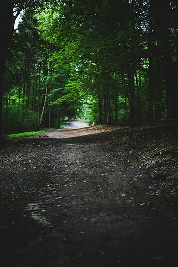 woods, forest trail, lush green trees, nature walks, exploration, peaceful forest, outdoor activities, natural scenery, serene environment, hiking paths, greenery