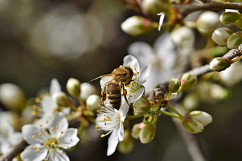 bee, nature, honey Bee, insect, pollen, nectar, collect, blossom, bloom, plum Blossom, plum Tree