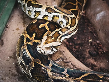 reticulated Python, python, snake, snake Head, reptile, animal, scales, big Snake, scary, terrarium, black
