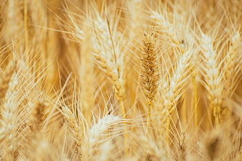 barley, cereal, crop, grain, mac Wallpaper, beautiful Wallpaper, field, agriculture, free Background, full Hd Wallpaper, agricultural