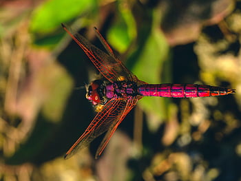 dragonfly, wing, nature, bug, fly, view, macro, colors, fast, animal, close