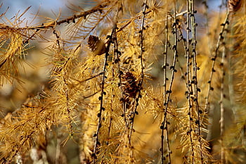 larch, larix, pine Family, tap, autumn Colors, yellow Leaves, discoloration