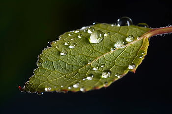 葉、 雨、 マクロ、 液滴、 濡れている、 自然、 植物、 新鮮な、 テクスチャ、 緑、 環境