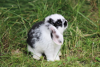 rabbit, dwarf Rabbit, bunny, pet, baby Bunny, baby Rabbit, animal, meadow, nature