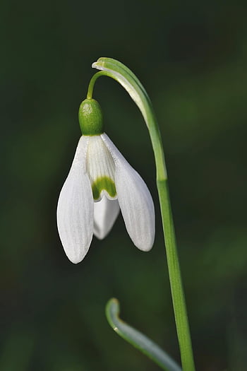 flower, snowdrop, beautiful Flowers, flower Background, snow Bell, spring Bells, blossom, bloom, spring, plant, flower Wallpaper