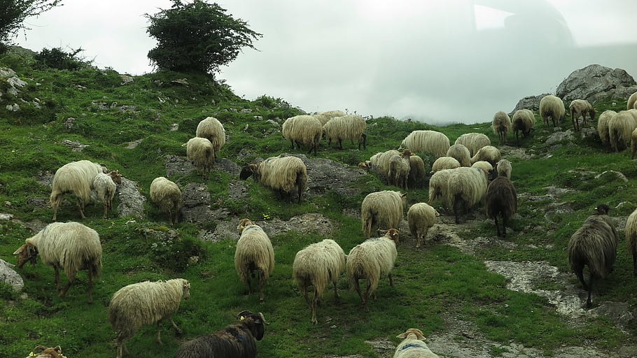 sheep, field, nature, herd, livestock, mountain