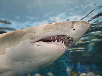 鮫、 歯を見せる、 閉じる、 水中、 トロント水族館、 目に見える歯、 詳細な写真、 サメの歯、 水泳サメ、 水族館サメ、 水中のサメ