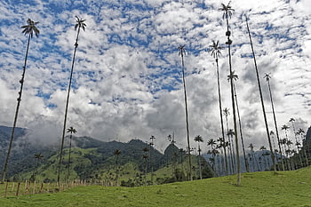 colombia, el Bosque De Palmas, palm Trees, cocora Valley, forest, valley, mountains, wax Palm Trees, valle Del Cocora, tree, landscape