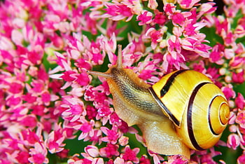 wstężyk Huntsman, flower Wallpaper, beautiful Flowers, snail, flowers, cereal, flower Background, bars, garden, floral, bright