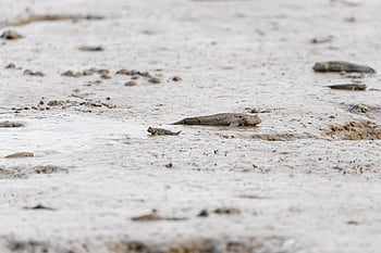 ariake Sea, beach, saga, japan, sightseeing, trip, mudskipper, tidal Flat, sea, ariake, saga Plain