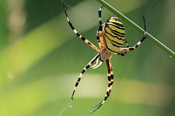 spider, arachnid, spider Web, web, bullet, weber, insect, beetle, arachnophobia, nature, wildlife
