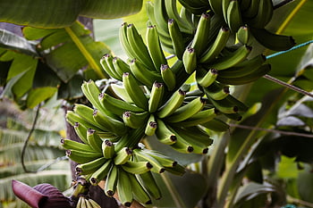 bananas, fruit, unripe, plant, organic, shrub, plantation, fresh, nature, young, green