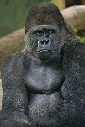 gorila, opice, savec, silverback, trikot, zoo