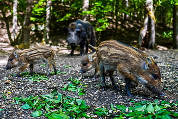 wild Boar, pig, sows, the Animal, nature, zoo, mammals, the Bristles, forest, wild, piglet
